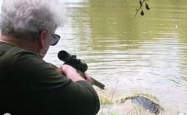 Baba ubila aligatora od 260 kila: 