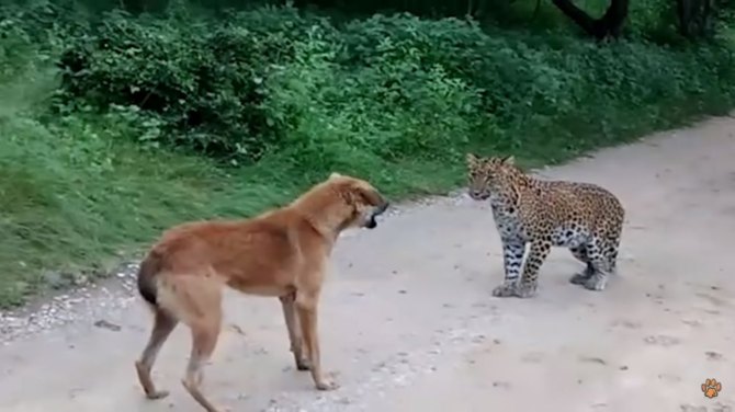 Pogledajte nevjerovatnu borbu psa i leoparda