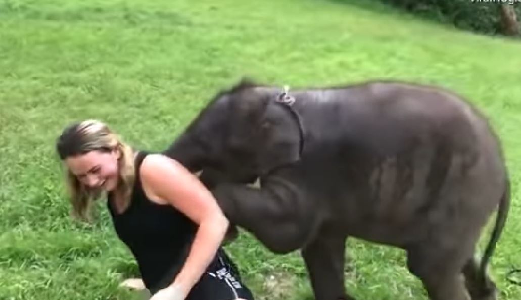 Snimak koji budi emocije: Ovako slon pokazuje ljubav