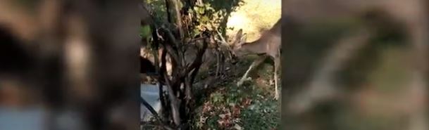 U Zabrđu srndać napao troje ljudi
