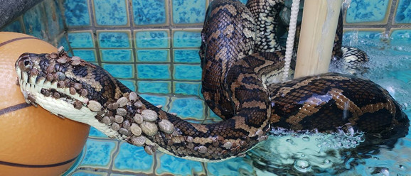 Ovako nešto nijesam vidio 25 godina: Na pitonu bilo preko 500 krpelja