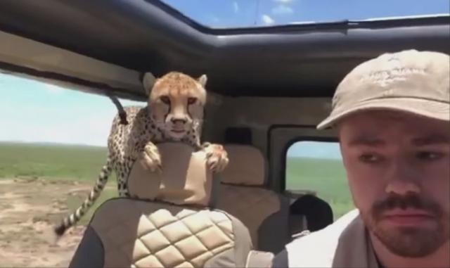 Šta biste uradili da vam gepard uskoči na zadnje sjedište kola?