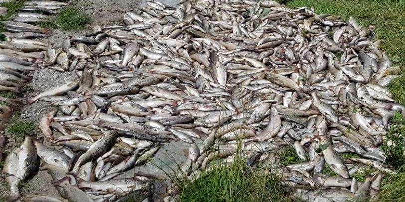 Užasan prizor i danas: Nove fotografije nakon pomora ribe u Đ†ehotini