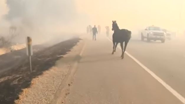 Spasili konja od požara, on se vratio da pomogne ostalima