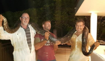 U dvorištu zgrade uhvaćen piton od četiri metra i 33 kilograma