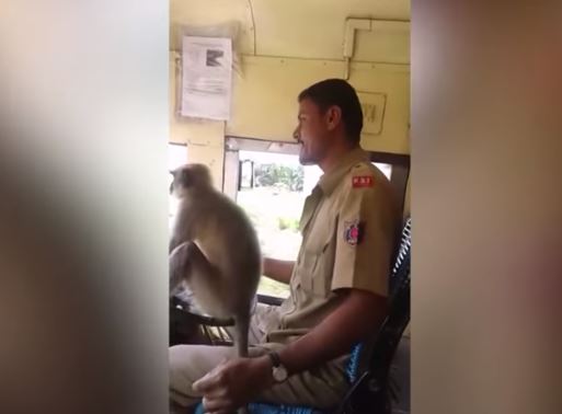 Vozač dao majmunu da vozi autobus, a putnici se nijesu bunili