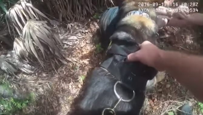 Snimak policijskog psa koji je uhvatio otmičara djeteta obišao svijet