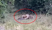 Pogledajte kako izgleda kada leopard i piton odmjere snage