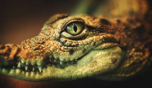 Ubijen krokodil u zoo vrtu u Cirihu, napao ženu koja se brinula o njemu