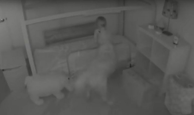 Partneri u zločinu: Beba svake noći bježala iz sobe sa retriverima