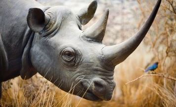 Otkriveni rogovi nosoroga vrijedni 1,7 miliona dolara