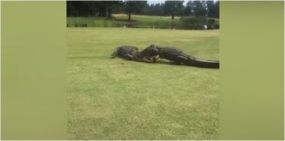 Šokirani golferi snimili brutalnu borbu aligatora