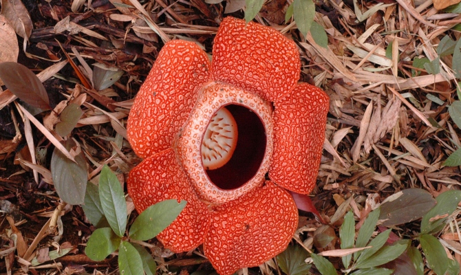 Procvjetao najveći cvijet na planeti