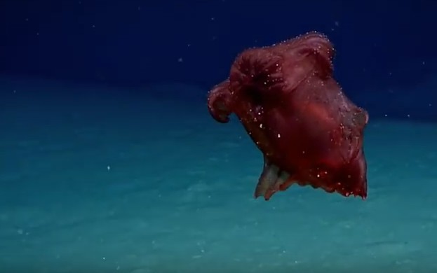 "Bezglavo čudovište": Na dnu okeana pronađeno neobično stvorenje