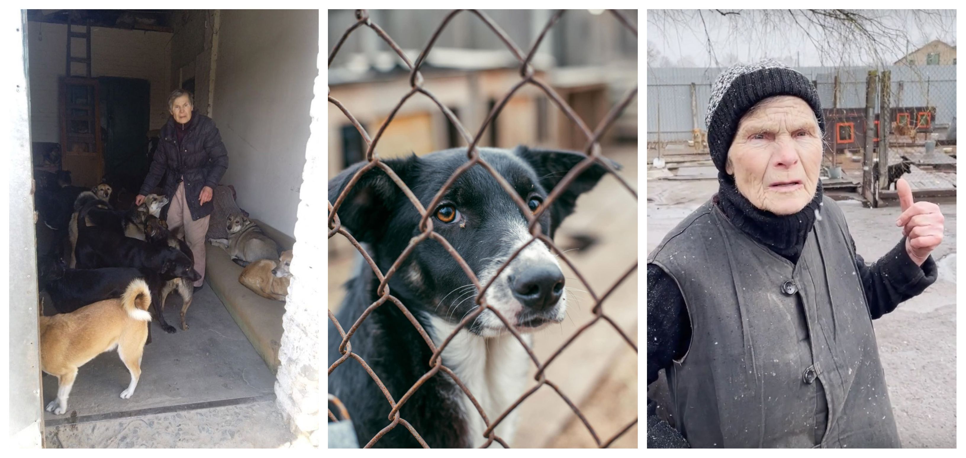 Zaposlenik je mučen, pas je upucan: Kako je sklonište za životinje u Gostomelju preživjelo rusku okupaciju