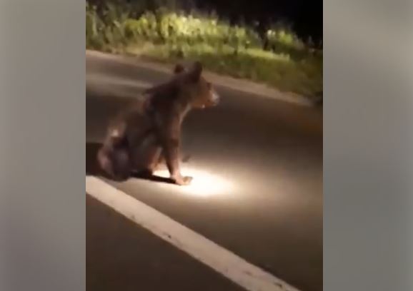Pogledajte snimak: Ranjeno mladunče medvjeda na putu u Rožajama