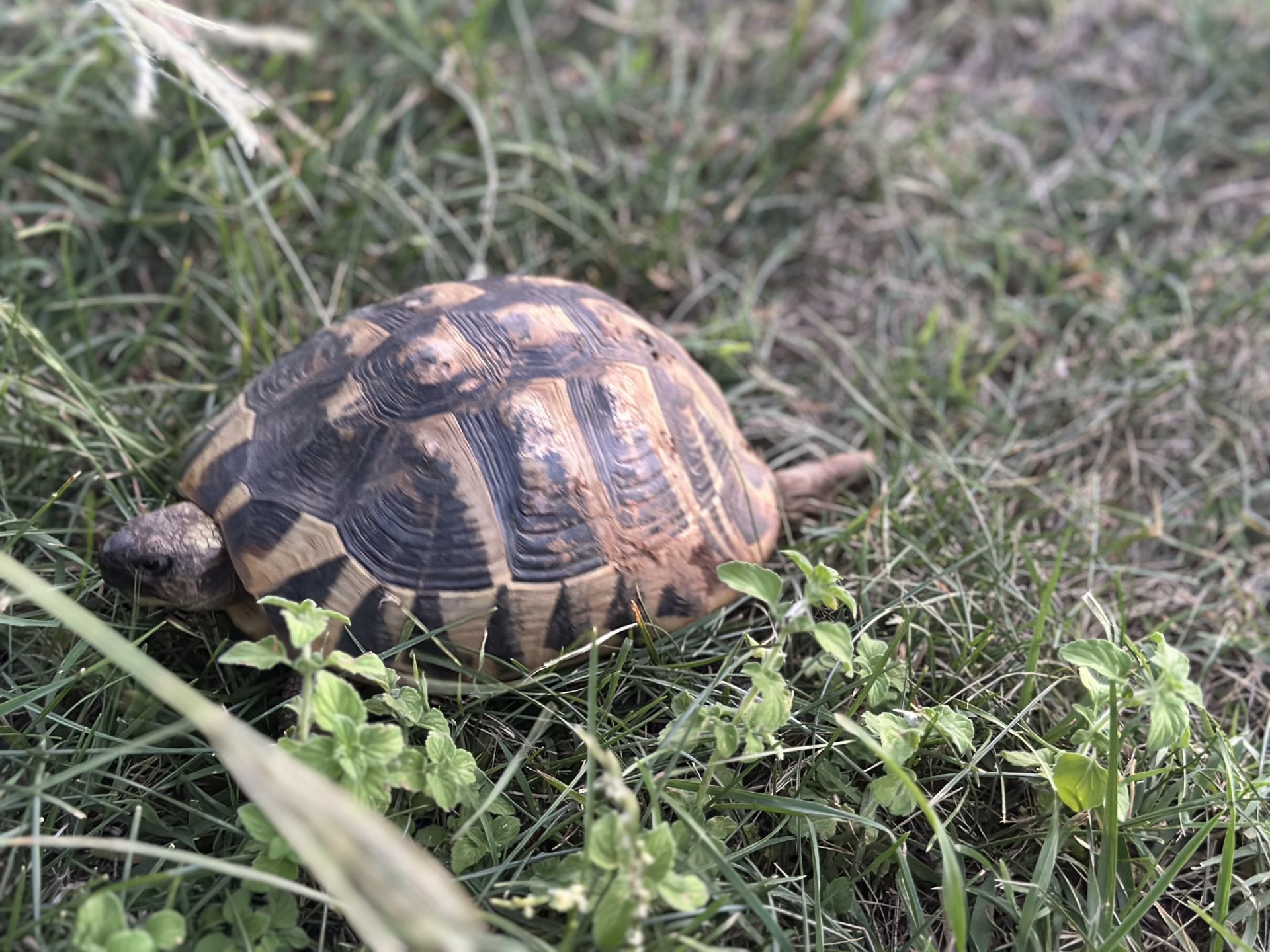 Velike su šanse da ih ovih dana vidite, ali nemojte ih uznemiravati