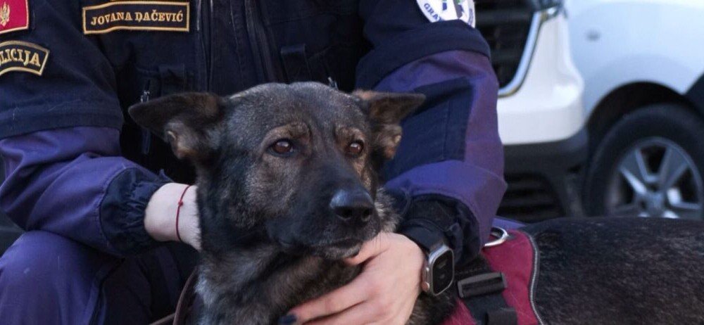 Ovo je Sparta: Pas koji je je pomogao u hvatanju osumnjičenog za dvostruko ubistvo