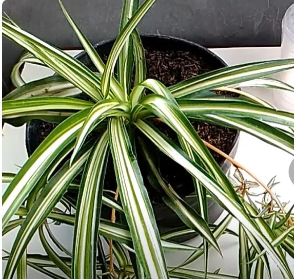 Ove dvije biljke bukvalno ubijaju kondezaciju