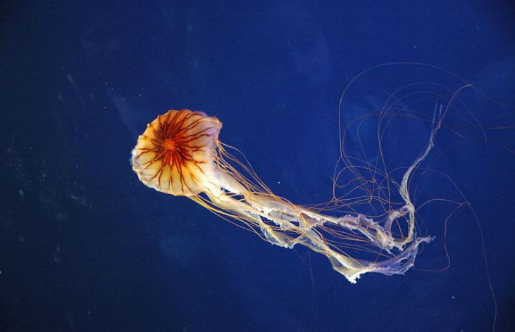U Jadranskom moru meduza koja izaziva teške opekotine