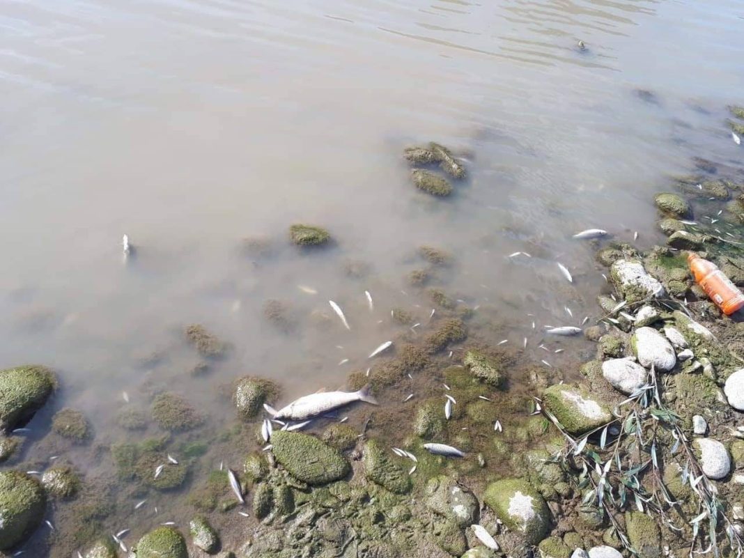 Rezultati gotovi: Pomor ribe u Limu zbog nedostatka kiseonika i povećanog nitrita