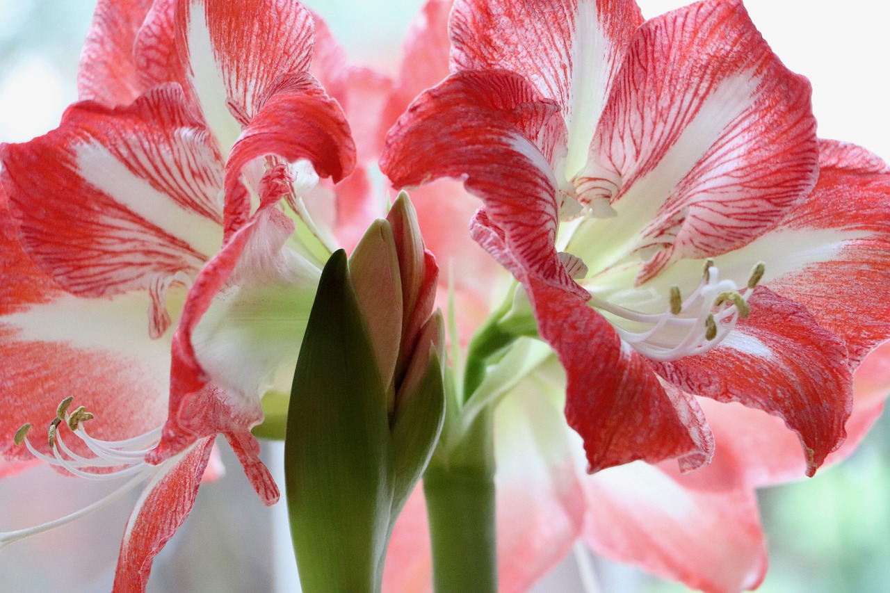 Čarobni amarilis: Cvijet koji cvjeta 75 puta