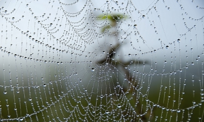 Razotkrivena još jedna tajna paukove mreže