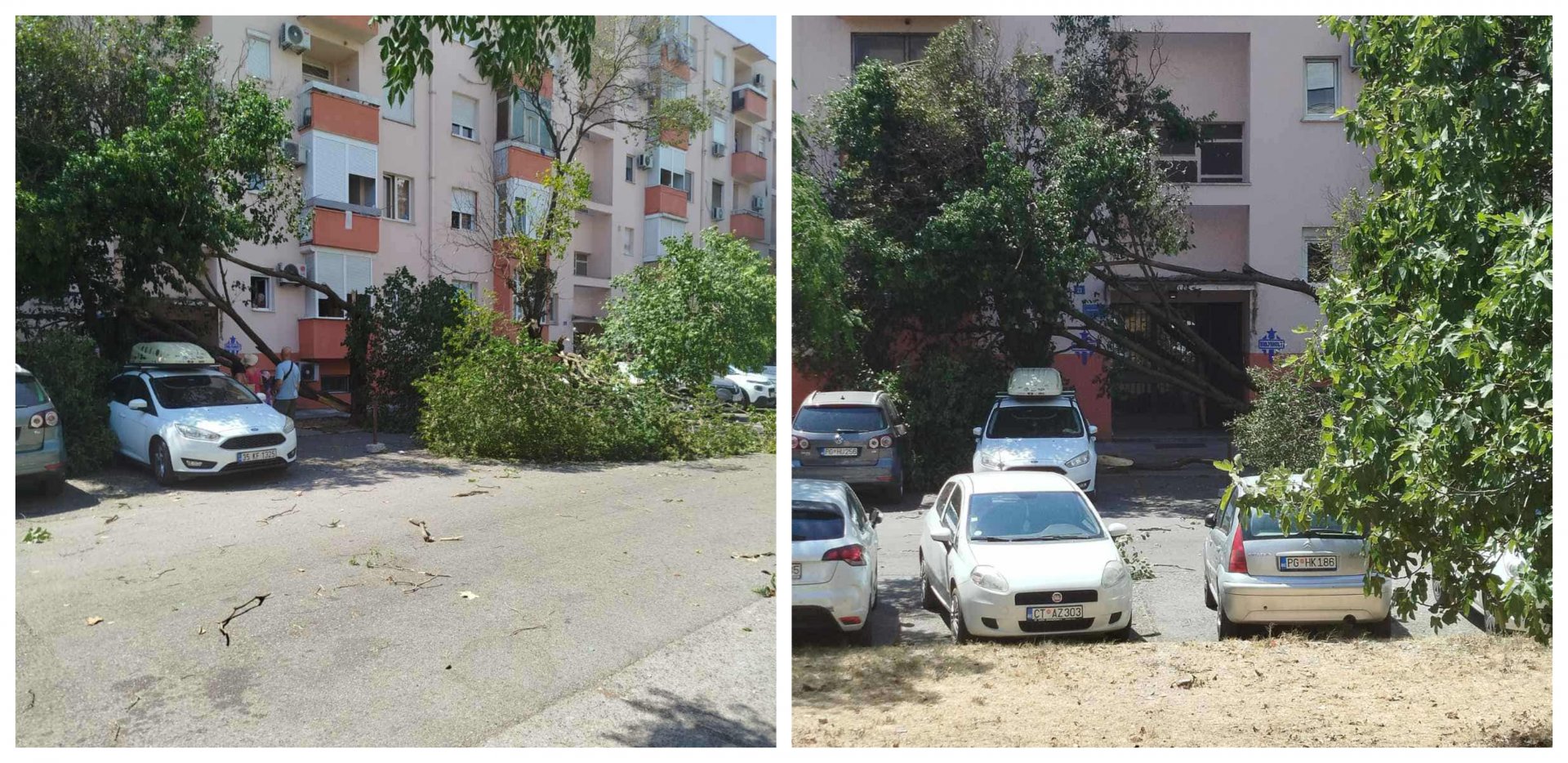 Palo stablo u ulici Vasa Raičkovića