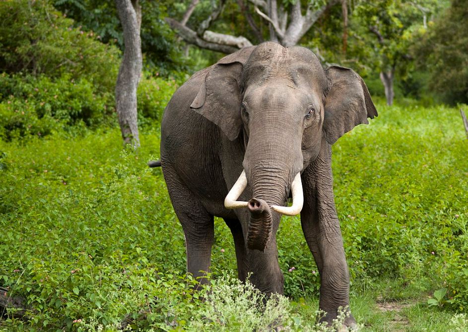 Novo naftno polje u Africi ugroziće 130.000 slonova