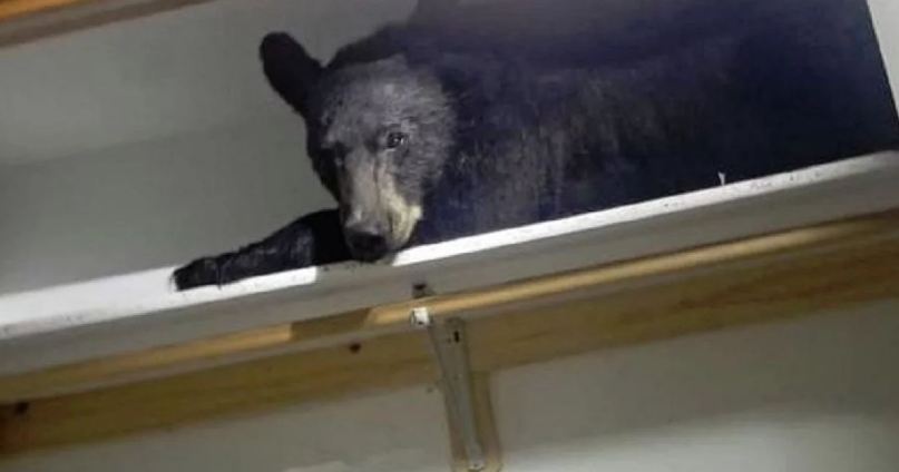 Pozvali policiju zbog provalnika, pa zatekli crnog medvjeda kako spava na ormaru