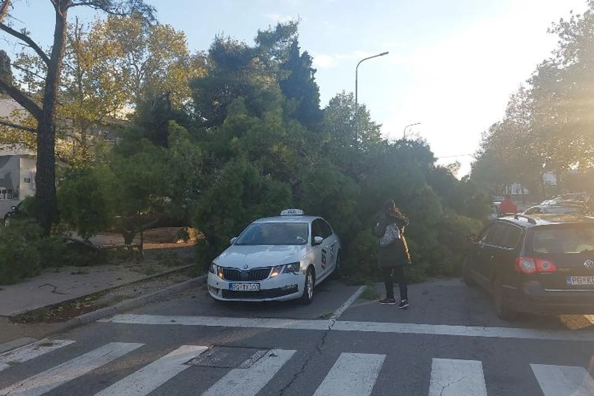 Stablo palo na automobil u Podgorici