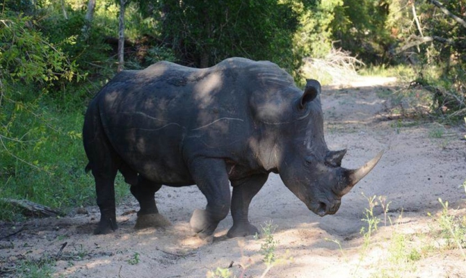 Zaplijenjeno 167 rogova nosoroga u Južnoafričkoj Republici