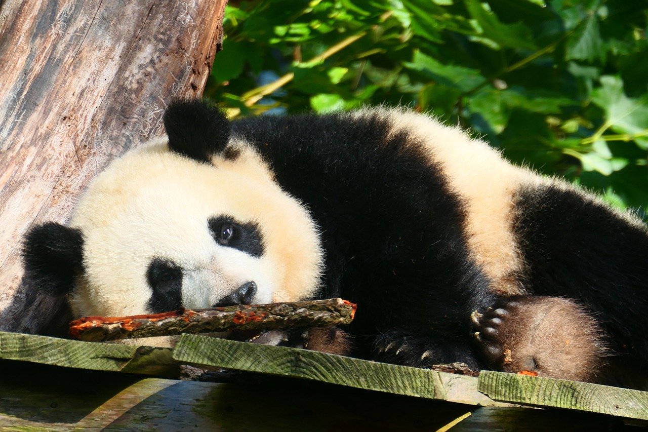 Kina šalje dvije pande u Španiju krajem mjeseca