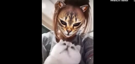 Smijeh do suza: Kako mačke reaguju kada vlasnici uključe "mačji filter"