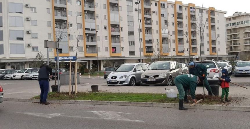 “Zelenilo” zasadilo novi drvored u Ulici Avda Međedovića