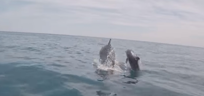 Magično: Snimak delfina kod Petrovca