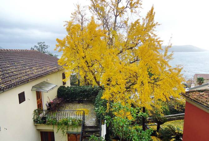 Kako je drvo sa Dalekog istoka dospjelo u Herceg Novi
