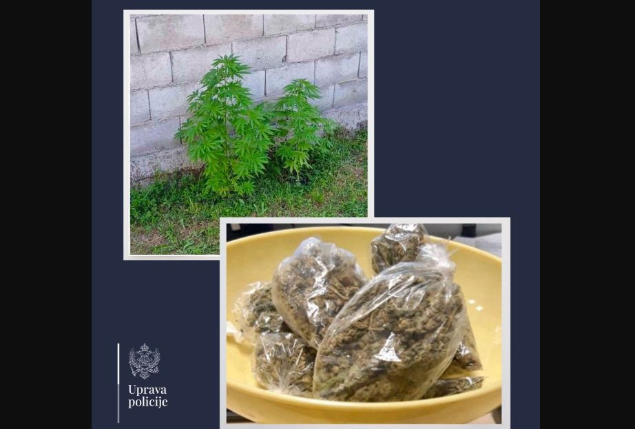 Pronađena marihuana u dvorištvu u Maslinama