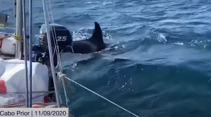 Kitovi ubice napadaju brodove u Španiji