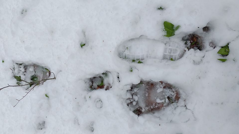 NP Biogradska gora: Tragovi medvjeda u snijegu