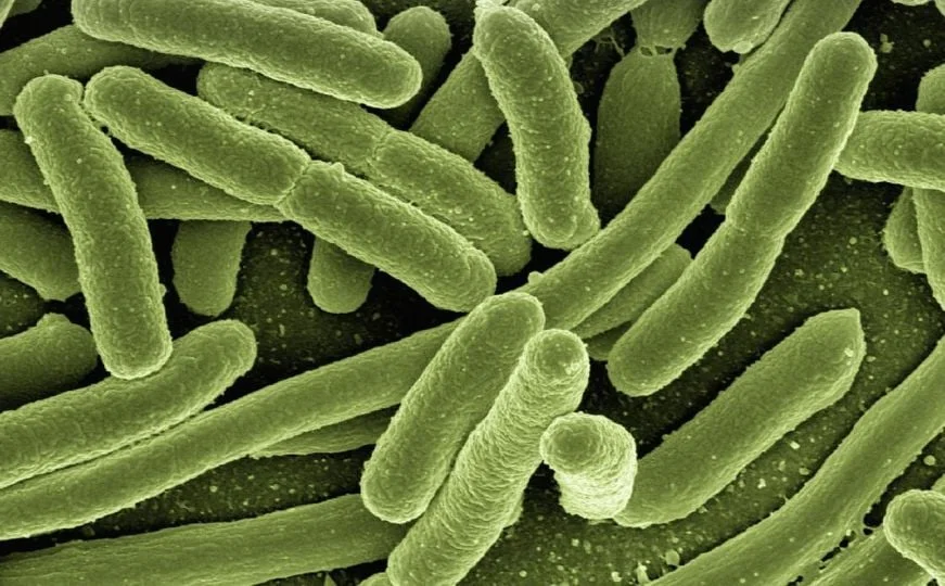 U Evropi se ubrzano širi zaraza E. coli otporna na antibiotike