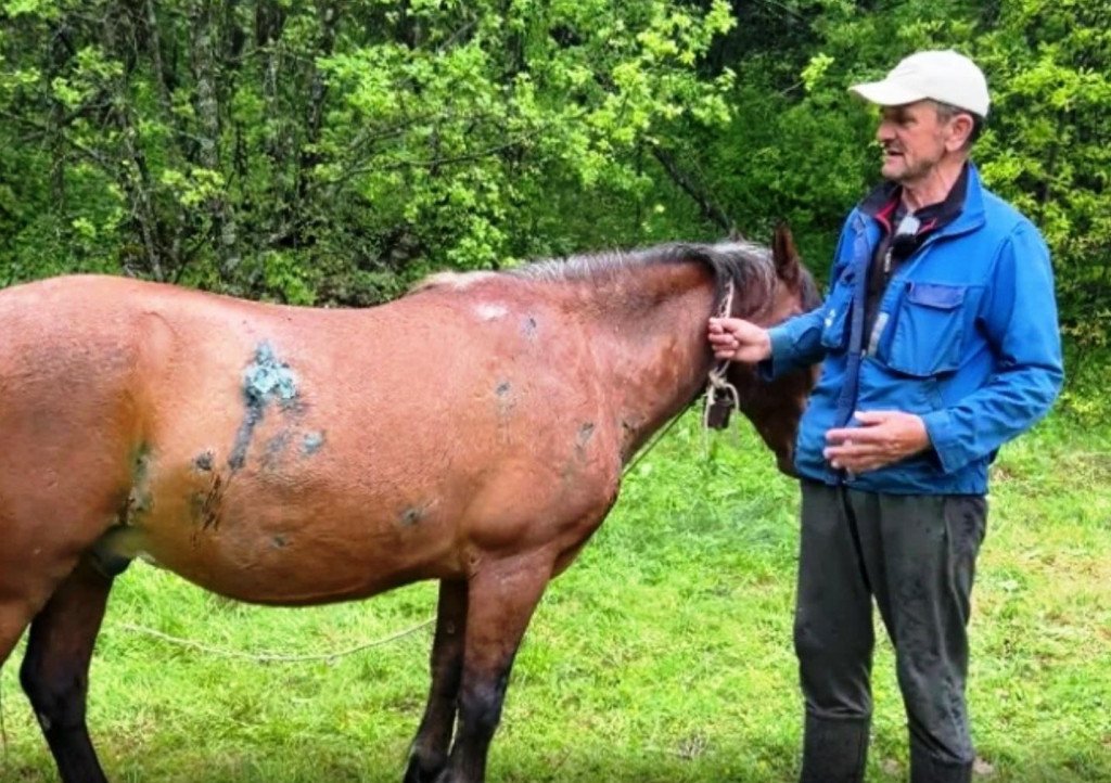 Medvjed teško ranio dva konja u Vidrovanu