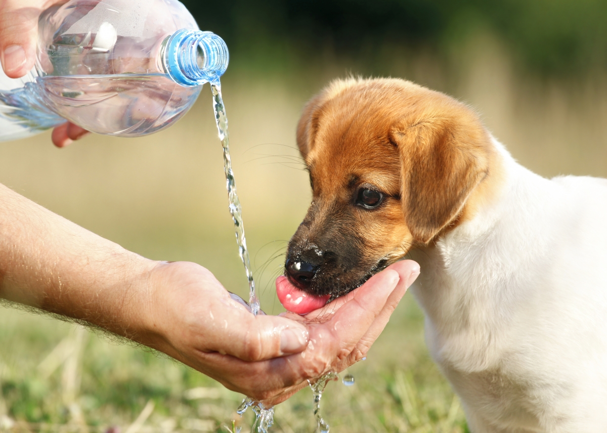 Šetnje tokom vrućih ljetnih dana nose veliki rizik po zdravlje pasa