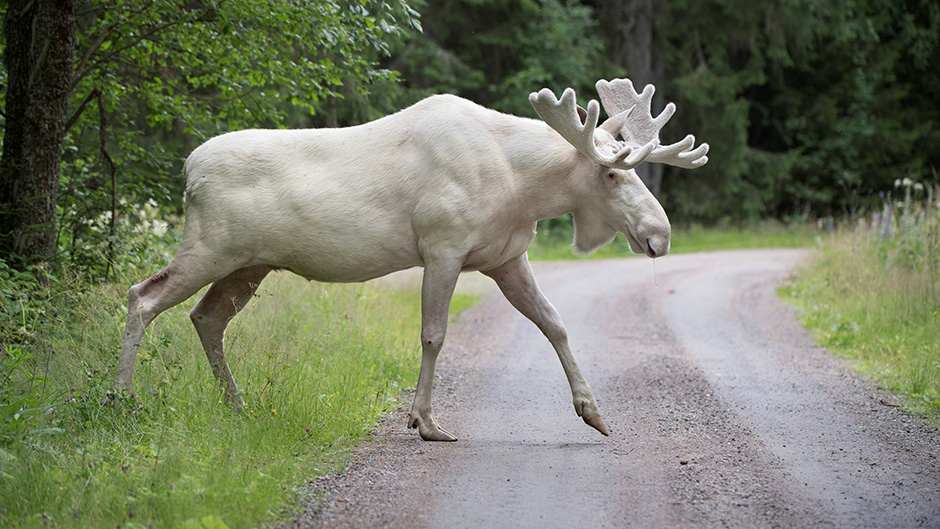 Snimljen veoma rijedak bijeli los