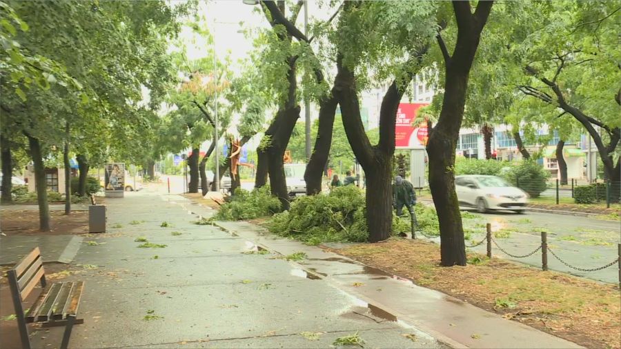 Podgorica: Polomljena stabla, otpad na ulici, ekipe Zelenila na terenu