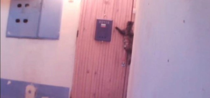 Hit društvenih mreža: Mačka zvoni na vrata kada se vrati iz šetnje