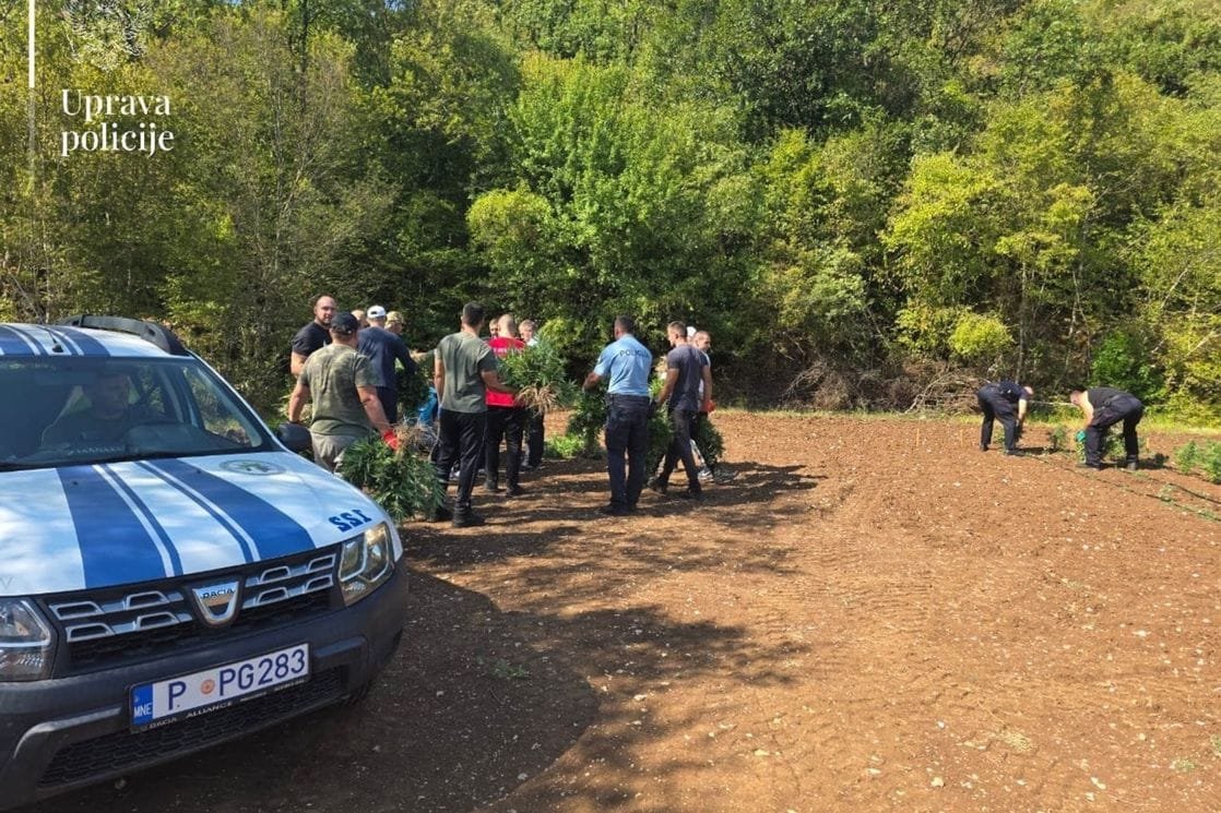 Policija pronašla najveću plantažu marihuane u Crnoj Gori: Zaplijenjeno više od 13.000 sadnica