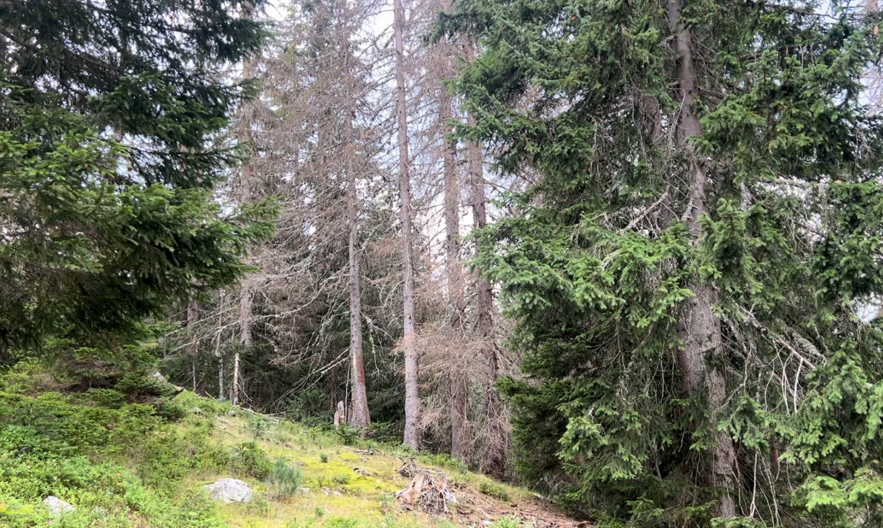 Procesuirani Plavljani zbog zauzimanja zemljišta, nelegalne gradnje i šumske krađe u zoni NP Prokletije