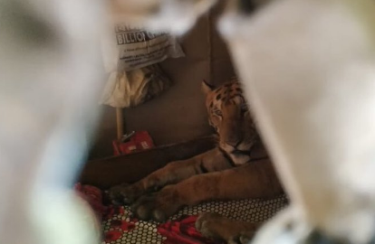 Tigar spas od poplava pronašao u dnevnoj sobi