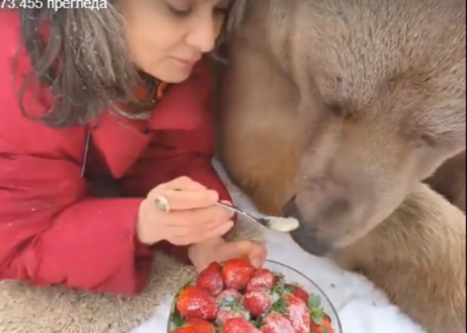 Pogledajte kako medvjed uživa dok ga hrane domaćim jagodama